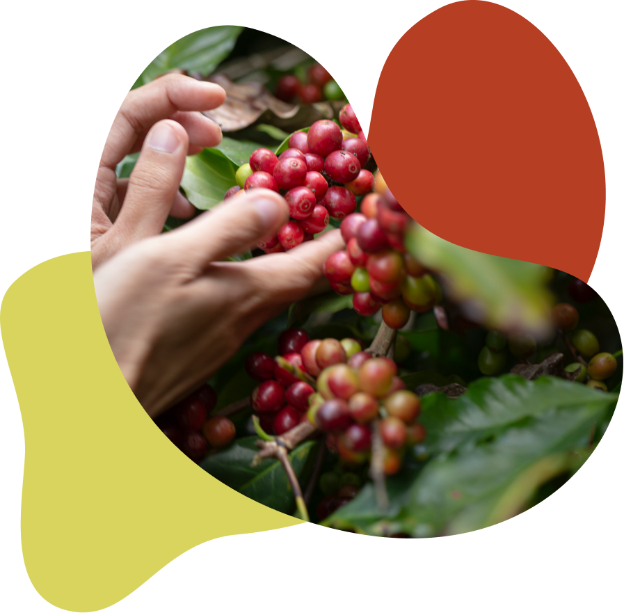 harvesting-coffee-berries