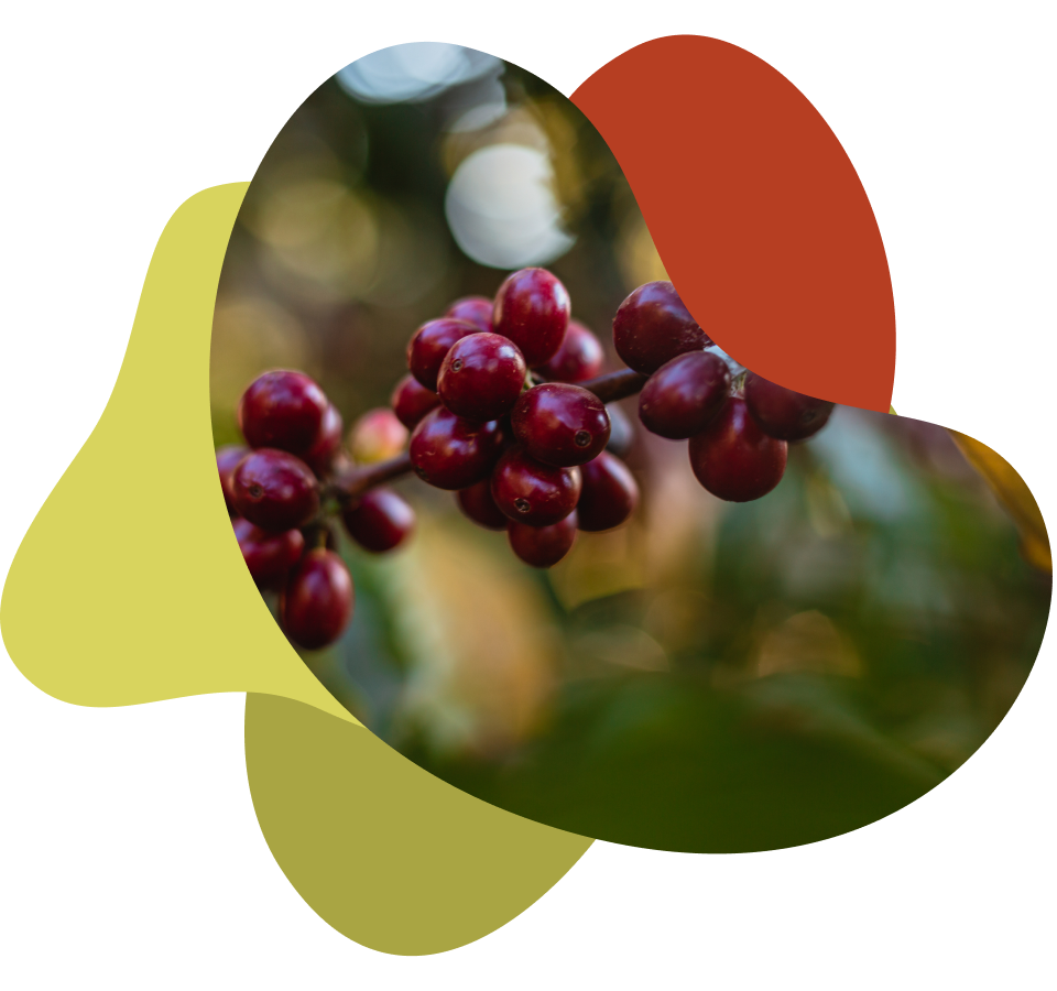 harvesting-coffee-berries-by-agriculture-coffe