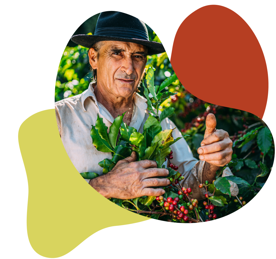 harvesting-coffee-berries-by-agriculture-coffee