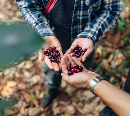 raw-coffee-in-the-hands-of-farmers-cherry-coffee