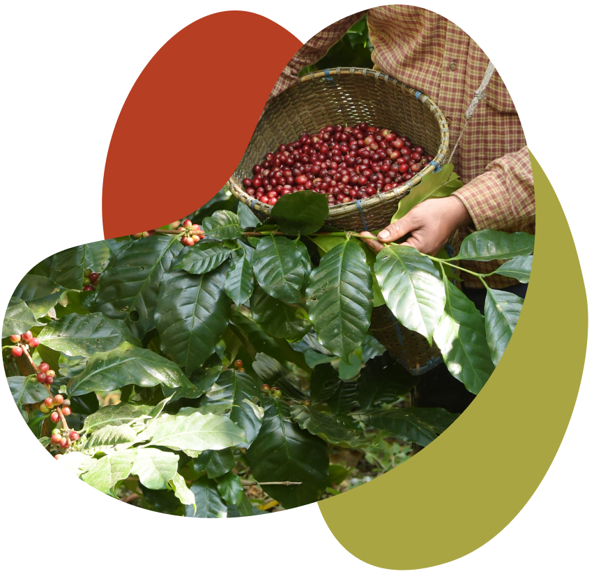 red-coffee-beans-in-asian-woman-farmer-hand-hands
