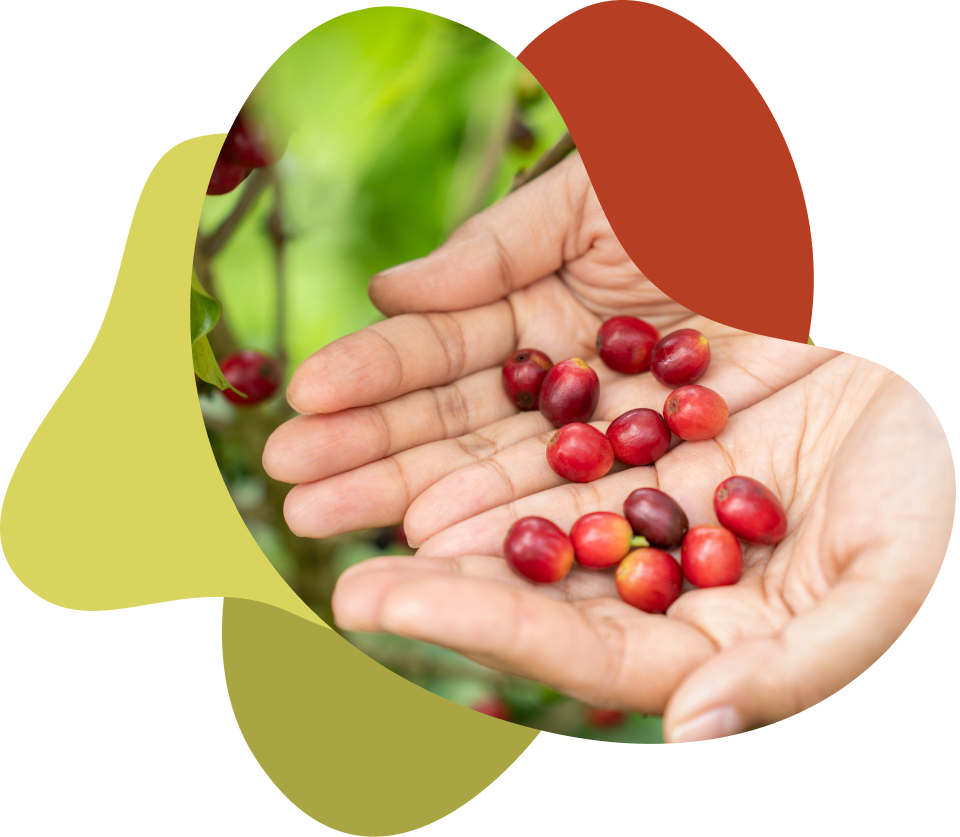red-coffee-beans-in-asian-woman-farmer