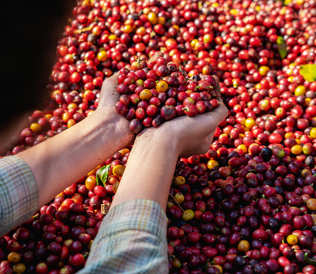 red-coffee-cherries-spilling-from-a-sack-and-held