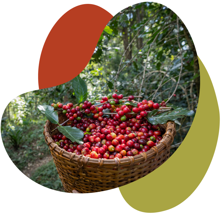 ripe-juicy-red-arabica-coffee-beans