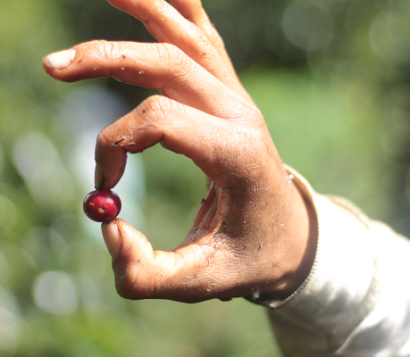 the-selective-picking-or-harvesting-of-ripe-coffee